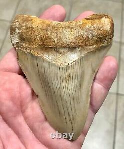 SWEETLY ELEGANT 4.33 Indonesian Megalodon Shark Tooth Fossil-SEE PICS