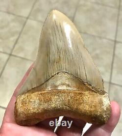 SWEETLY ELEGANT 4.33 Indonesian Megalodon Shark Tooth Fossil-SEE PICS