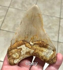 SWEETLY ELEGANT 4.33 Indonesian Megalodon Shark Tooth Fossil-SEE PICS