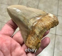 SWEETLY ELEGANT 4.33 Indonesian Megalodon Shark Tooth Fossil-SEE PICS