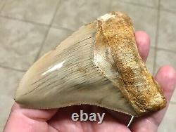 SWEETLY ELEGANT 4.33 Indonesian Megalodon Shark Tooth Fossil-SEE PICS