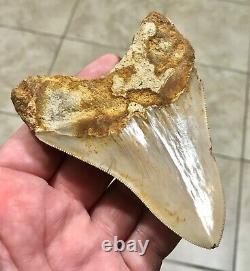 SWEETLY ELEGANT 4.33 Indonesian Megalodon Shark Tooth Fossil-SEE PICS