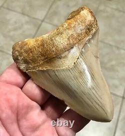 SWEETLY ELEGANT 4.33 Indonesian Megalodon Shark Tooth Fossil-SEE PICS