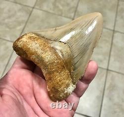 SWEETLY ELEGANT 4.33 Indonesian Megalodon Shark Tooth Fossil-SEE PICS