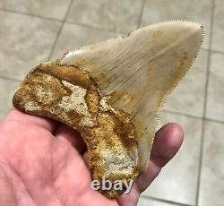 SWEETLY ELEGANT 4.33 Indonesian Megalodon Shark Tooth Fossil-SEE PICS