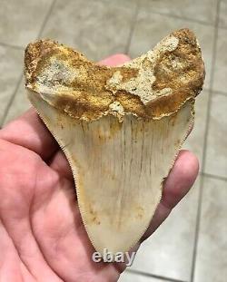 SWEETLY ELEGANT 4.33 Indonesian Megalodon Shark Tooth Fossil-SEE PICS