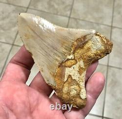 SWEETLY ELEGANT 4.33 Indonesian Megalodon Shark Tooth Fossil-SEE PICS