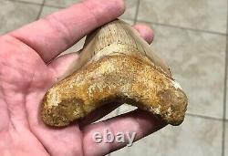 SWEETLY ELEGANT 4.33 Indonesian Megalodon Shark Tooth Fossil-SEE PICS