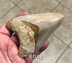 SWEETLY PATHOLOGICAL 4.43 Wide Indonesian Megalodon Shark Tooth Fossil