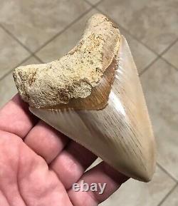 SWEETLY PATHOLOGICAL 4.43 Wide Indonesian Megalodon Shark Tooth Fossil