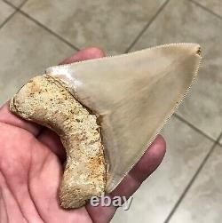 SWEETLY PATHOLOGICAL 4.43 Wide Indonesian Megalodon Shark Tooth Fossil