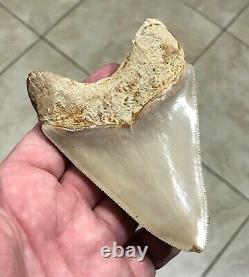 SWEETLY PATHOLOGICAL 4.43 Wide Indonesian Megalodon Shark Tooth Fossil