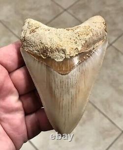 SWEETLY PATHOLOGICAL 4.43 Wide Indonesian Megalodon Shark Tooth Fossil