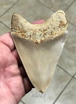 SWEETLY PATHOLOGICAL 4.43 Wide Indonesian Megalodon Shark Tooth Fossil