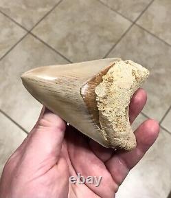 SWEETLY PATHOLOGICAL 4.43 Wide Indonesian Megalodon Shark Tooth Fossil