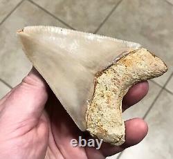 SWEETLY PATHOLOGICAL 4.43 Wide Indonesian Megalodon Shark Tooth Fossil