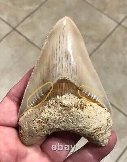 SWEETLY PATHOLOGICAL 4.43 Wide Indonesian Megalodon Shark Tooth Fossil