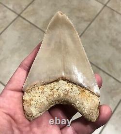 SWEETLY PATHOLOGICAL 4.43 Wide Indonesian Megalodon Shark Tooth Fossil