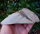Scarce 5.38 Aurora Nc Megalodon Fossil Shark Tooth Lee Creek Great White M259