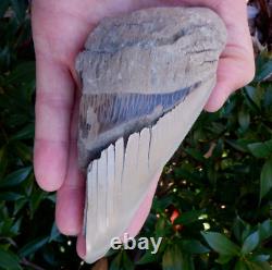 Scarce 5.38 AURORA NC MEGALODON Fossil Shark Tooth LEE CREEK great white m259