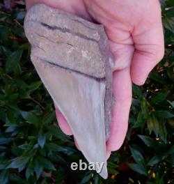 Scarce 5.38 AURORA NC MEGALODON Fossil Shark Tooth LEE CREEK great white m259