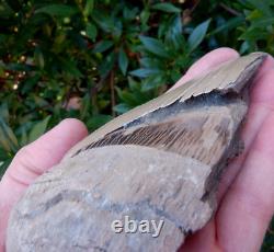 Scarce 5.38 AURORA NC MEGALODON Fossil Shark Tooth LEE CREEK great white m259