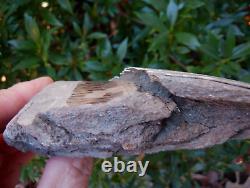 Scarce 5.38 AURORA NC MEGALODON Fossil Shark Tooth LEE CREEK great white m259