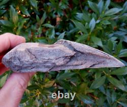 Scarce 5.38 AURORA NC MEGALODON Fossil Shark Tooth LEE CREEK great white m259