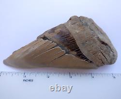 Scarce 5.38 AURORA NC MEGALODON Fossil Shark Tooth LEE CREEK great white m259