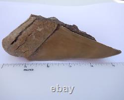 Scarce 5.38 AURORA NC MEGALODON Fossil Shark Tooth LEE CREEK great white m259