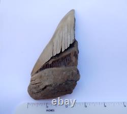 Scarce 5.38 AURORA NC MEGALODON Fossil Shark Tooth LEE CREEK great white m259