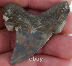 Scarce Color Fossil auriculatus Shark Tooth Sharks Teeth Megalodon Great White