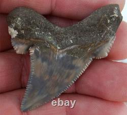 Scarce Color Fossil auriculatus Shark Tooth Sharks Teeth Megalodon Great White