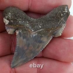 Scarce Color Fossil auriculatus Shark Tooth Sharks Teeth Megalodon Great White