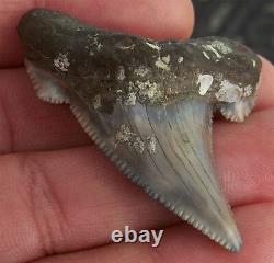 Scarce Color Fossil auriculatus Shark Tooth Sharks Teeth Megalodon Great White