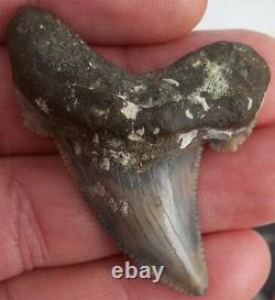 Scarce Color Fossil auriculatus Shark Tooth Sharks Teeth Megalodon Great White