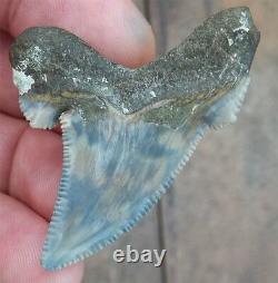 Scarce Color Fossil auriculatus Shark Tooth Sharks Teeth Megalodon Great White