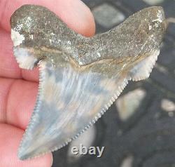 Scarce Color Fossil auriculatus Shark Tooth Sharks Teeth Megalodon Great White