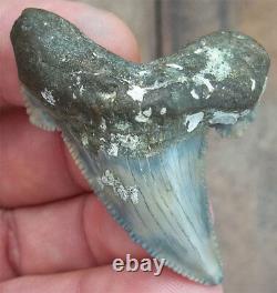 Scarce Color Fossil auriculatus Shark Tooth Sharks Teeth Megalodon Great White