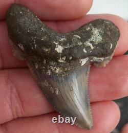 Scarce Color Fossil auriculatus Shark Tooth Sharks Teeth Megalodon Great White