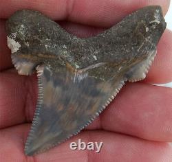 Scarce Color Fossil auriculatus Shark Tooth Sharks Teeth Megalodon Great White