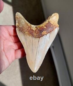 Serrated 4.46 Megalodon Shark Tooth Fossil, NO RESTORATION, NO REPAIR Indonesia