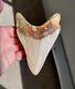 Serrated 4.46 Megalodon Shark Tooth Fossil, No Restoration, No Repair Indonesia