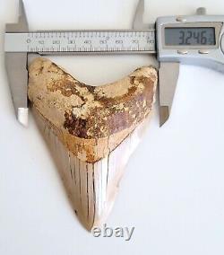 Serrated 4.46 Megalodon Shark Tooth Fossil, NO RESTORATION, NO REPAIR Indonesia