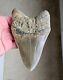 Serrated 5.14 Megalodon Shark Tooth, Natural Fossil, No Restoration, No Repair
