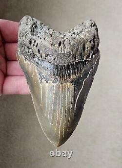Serrated 5.14 Megalodon Shark Tooth, Natural Fossil, NO RESTORATION, NO REPAIR