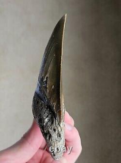 Serrated 5.14 Megalodon Shark Tooth, Natural Fossil, NO RESTORATION, NO REPAIR