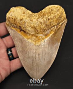 Serrated, 5.26 Fossil Megalodon Tooth Java, Indonesia