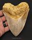 Serrated, 5.26 Fossil Megalodon Tooth Java, Indonesia