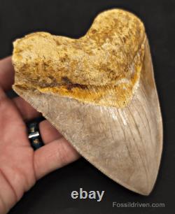 Serrated, 5.26 Fossil Megalodon Tooth Java, Indonesia
